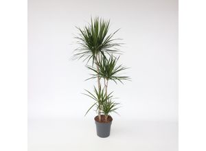 7428473579572 - Plant in a Box - Drachenbaum - Dracaena marginata - Höhe 150-160cm - Topf 27cm