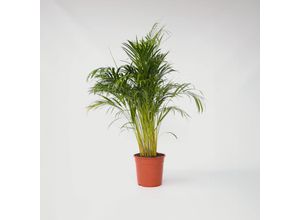 7428473619872 - Plant in a Box - Goldfruchtpalme - Dypsis lutescens - Höhe 140-150cm - Topf 27cm