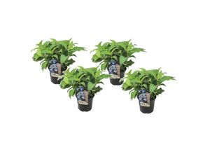 7428473631553 - Plant in a Box - Hortensie - 4 Stk - Hydrangea serrata Summerglow - Höhe 25-40cm - Topf 19cm 7428473631553 - Plant in a Box - Hortensie - 4 Stk - Hydrangea serrata Summerglow - Höhe 25-40cm - Topf 19cm