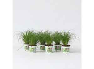 7428473772751 - Plant in a Box - Zyperngras - 6er Set - Cyperus Katzengras - Höhe 30-40cm - Topf 12cm