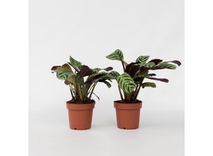 7428473836736 - Plant in a Box - Marante - 2 Stk - Ctenanthe Amagris - Höhe 20-30cm - Topf 12cm