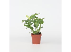 7428473928073 - Plant in a Box - Fensterblatt - Rhaphidophora tetrasperma - Höhe 20-30cm - Topf 12cm