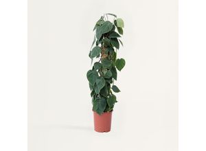 7428474057239 - Plant in a Box - Baumfreund - Philodendron scandens - Höhe 150-160cm - Topf 27cm