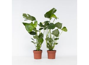 7428474137696 - Plant in a Box - Fensterblatt - 2 Stk - Monstera deliciosa - Höhe 50-60cm - Topf 17cm