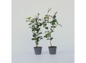 7428474138181 - Plant in a Box - Japanische Rose - 2 Stk - Camellia japonica Dr King - Höhe 50-60cm - Topf 15cm