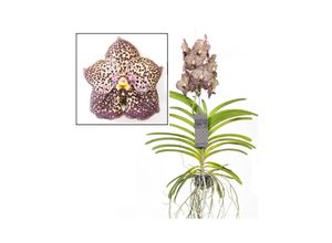 7428474140269 - Plant in a Box - Vanda-Orchidee - Vanda Ocelot Mocha - Höhe 55-65cm