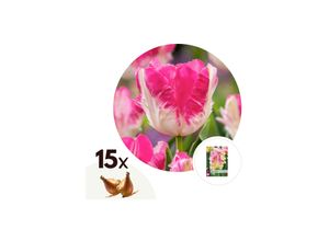 7428474239147 - Plant in a Box - Tulpenzwiebeln - 15 Stk - Tulipa Cabanna - Blumenzwiebeln - Rosa 7428474239147 - Plant in a Box - Tulpenzwiebeln - 15 Stk - Tulipa Cabanna - Blumenzwiebeln - Rosa