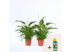 7428474287964 - Plant in a Box - Friedenslilie - Einblatt - 2 Stk - Spathiphyllum Lima - Höhe 60-75cm - Topf 17cm