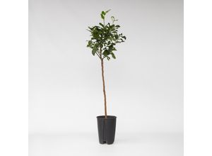 7428474292173 - Plant in a Box - Zitronenbaum - 2 Stk - Citrus limon - Höhe 100-120cm - Topf 19cm