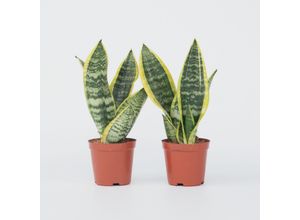 7428474404019 - Plant in a Box - Bogenhanf - 2 Stk - Sansevieria Futura Superba - Höhe 35-40cm - Topf 12cm