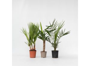 7428474554004 - Plant in a Box - Zimmerpalmen-Mix - 3 Stk - Indoor Palmmix - Höhe 50-70cm - Topf 14cm