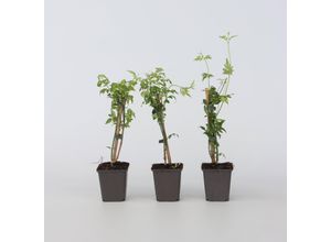 7428474582328 - Plant in a Box - Jasmin - 6 Stk - Trachelospermum jasminoides - Höhe 25-40cm - Topf 9cm