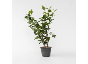 7428474639091 - Plant in a Box - Japanische Rose - Camellia japonica Brush Field - Höhe 50-60cm - Topf 15cm