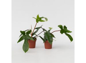 7428474688518 - Plant in a Box - Baumfreund - 2 Stk - Philodendron Florida Green - Höhe 20-30cm - Topf 12cm