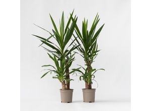 7428474693475 - Plant in a Box - Palmlilie - 2 Stk - Yucca elephantipes - Höhe 70-80cm - Topf 21cm