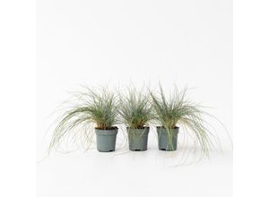 7428474734772 - Plant in a Box - Blaugrünes Schwingel - 9 Stk - Festuca glauca Elijah Blue - Höhe 10-15cm - Topf 9cm