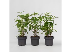 7428474775324 - Plant in a Box - Hortensie - 3 Stk - Hydrangea Strong Annabelle - Höhe 30-40cm - Topf 19cm