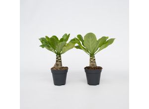 7428474808008 - Plant in a Box - Hawaiian Palme - 2 Stk - Brighamia Insignis - Höhe 25-35cm - Topf 12cm