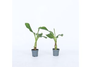 7428474813583 - Plant in a Box - Chinesische Zwergbanane - 4 Stk - Musella lasiocarpa - Höhe 25-40cm - Topf 9cm