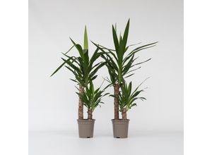 7428474826248 - Plant in a Box - Palmlilie - 2 Stk - Yucca elephantipes - Höhe 70-80cm - Topf 17cm