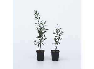 7428474847410 - Plant in a Box - Olivenbaum - 2 Stk - Olea europaea - Höhe 25-40cm - Topf 9cm