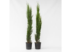 7428474861690 - Plant in a Box - Mittelmeer-Zypresse - 2 Stk - Cupressus sempervirens - Höhe 70-80cm - Topf 19cm