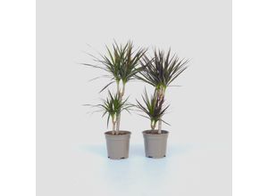 7428474867227 - Plant in a Box - Drachenbaum - 4 Stk - Dracaena marginata - Höhe 70-80cm - Topf 17cm