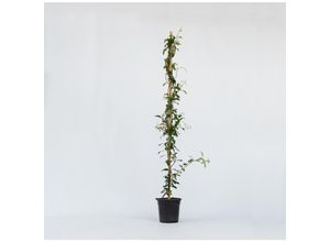7428474877080 - Plant in a Box - Jasmin - Trachelospermum jasminoides - Höhe 110-120cm - Topf 17cm