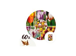 7428474977056 - Plant in a Box - Tulpenzwiebeln - 60 Stk - Tulipa Flaming Beauty - Blumenzwiebeln - Mehrfarbig