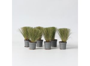 7428474977247 - Plant in a Box - Federgras - 6 Stk - Stipa tenuifolia Pony Tails - Höhe 20-30cm - Topf 9cm