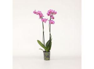 7428474994336 - Plant in a Box - Schmetterlingsorchidee - Phalaenopsis - Höhe 50-60cm - Topf 12cm