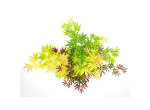 7428475044795 - Plant in a Box - Japanischer Ahorn - Acer palmatum Festival - Höhe 60-70cm - Topf 19cm