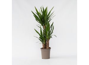 7428475082230 - Plant in a Box - Palmlilie - Yucca elephantipes - Höhe 70-80cm - Topf 21cm