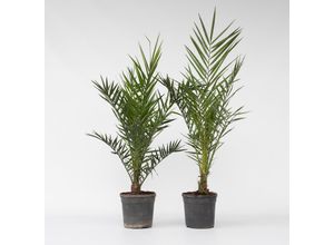 7428475083909 - Plant in a Box - Kanarische Dattelpalme - 2 Stk - Phoenix canariensis - Höhe 80-100cm - Topf 19cm