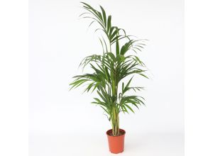 7428475089987 - Plant in a Box - Kentia Palme - Howea forsteriana - Höhe 130-140cm - Topf 21cm