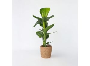 7428475102365 - Plant in a Box - Paradiesvogelblume - Strelitzie - Strelitzia nicolai - Höhe 55-70cm - Topf 17cm