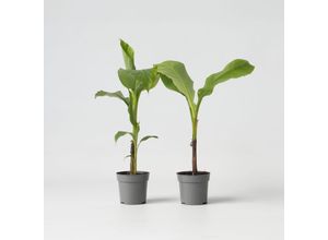 7428475123193 - Plant in a Box - Bananenpflanze - 2 Stk - Musa basjoo - Höhe 25-40cm - Topf 9cm