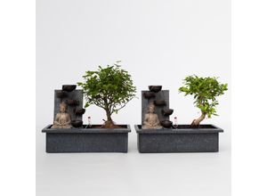 7428475168521 - Plant in a Box - Bonsaibaume - 2 Stk - Bonsai - Höhe 25-35cm - Topf 29cm