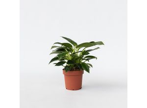 7428475215133 - Plant in a Box - Baumfreund - Philodendron White Wave - Höhe 25-40cm - Topf 12cm