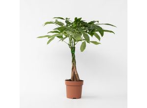 7428475276929 - Plant in a Box - Glückskastanie - Pachira aquatica - Höhe 60-70cm - Topf 17cm