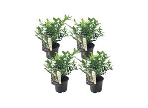 7428475465798 - Plant in a Box - Kaukasus Schneeball - 4 Stk - Sarcococca Confusa - Höhe 30-40cm - Topf 17cm