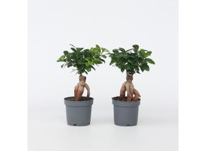 7428475468959 - Plant in a Box - Bonsaibaum - 4 Stk - Ficus microcarpa - Höhe 30-40cm - Topf 12cm