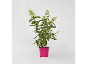 7428475497270 - Plant in a Box - Hortensie - 4 Stk - Hydrangea paniculata Pinky Winky - Höhe 25-40cm - Topf 19cm