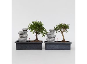 7428475504398 - Plant in a Box - Bonsaibaume - 2 Stk - Bonsai - Höhe 25-35cm - Topf 29cm