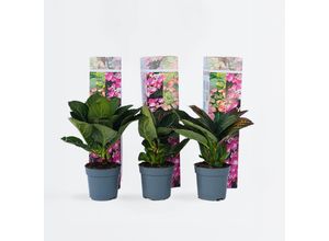 7428475508518 - Plant in a Box - Hortensie - 6 Stk - Hydrangea macrophylla Red Bull - Höhe 25-40cm - Topf 9cm