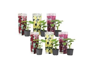 7428475547951 - Plant in a Box - Stockrose - 6 Stk - Alcea rosea - Höhe 25-40cm - Topf 9cm 7428475547951 - Plant in a Box - Stockrose - 6 Stk - Alcea rosea - Höhe 25-40cm - Topf 9cm