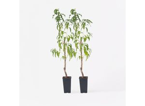 7428475637386 - Plant in a Box - Pfirsichbaum - 2 Stk - Prunus persica Saturne - Höhe 60-70cm - Topf 15cm