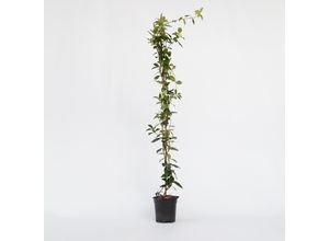 7428475646876 - Plant in a Box - Jasmin - Trachelospermum jasminoides - Höhe 110-120cm - Topf 17cm