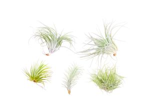 7428475663910 - Plant in a Box - Mischung Tillandsien - 5 Stk - Tillandsia - Höhe 5-15cm - Topf 5cm