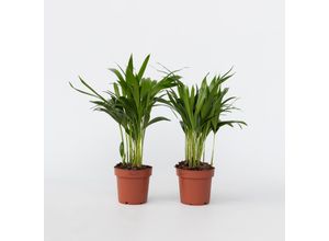 7428475675272 - Plant in a Box - Goldfruchtpalme - 2 Stk - Dypsis lutescens - Höhe 30-45cm - Topf 12cm